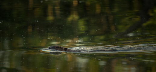 beaver © Vivien