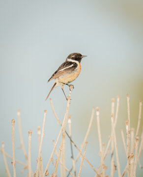 Eurasian Stonechat