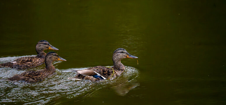 duck family