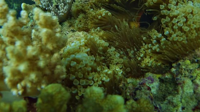 Top view of a clownfish, anemonefish - Amphiprion - emerging from a sea anemone and swimming away across a tropical coral reef in the Timor Sea.