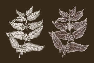 Obraz premium 2 hand drawn monochrome coffee tree branches
