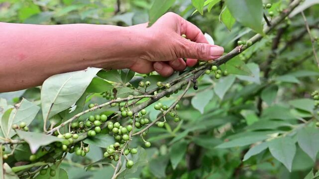 Wild herbs picked in summer - Litsea cubeba fruit