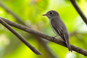 Obraz premium A small cute brown flycatcher bird is taking shelter on a branch