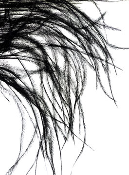 A black feather with a white background