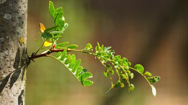 Carob Tree Leaves Blowing in the Wind Under Sunny Morning Light | 4K Nature Footage