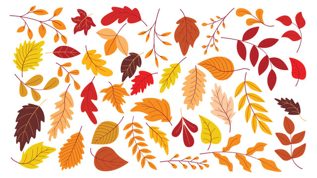 Collection of autumn leaves in bright, colorful, warm tones. Leaves of different sizes and shapes, various tree branches, clip art. Big botanical autumn set, vector graphics.