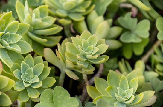 Plantes grasses succulentes en rosettes