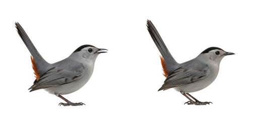 Fototapeta premium Gray catbird with black cap and rustyred undertail coverts isolated on transparent background