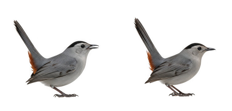 Gray catbird with black cap and rustyred undertail coverts isolated on transparent background