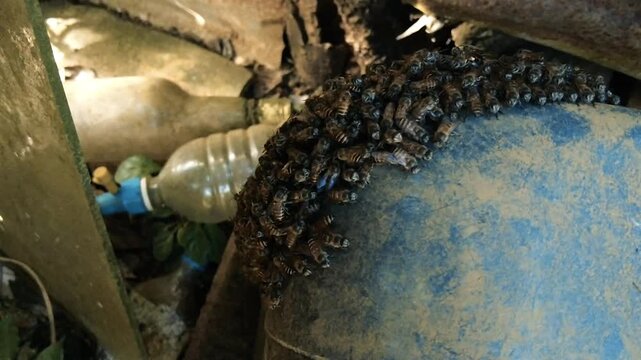 Swarm of wild honey bees nesting on a dusty blue plastic surface among discarded bottles