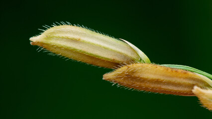 Ripening rice grains growing on a dark background © Pawich Sattalerd