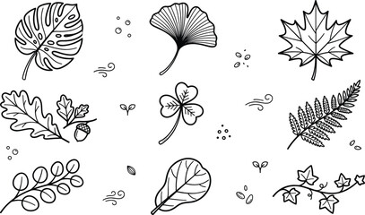 Botanical leaves line icon set featuring monstera ginkgo maple oak fern clover eucalyptus and ivy vector design elements © MdShakib
