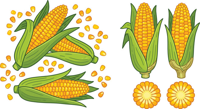 Fresh sweet corn cobs, scattered kernels and cut slices, cartoon vector illustration set