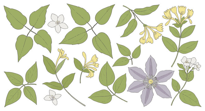 Botanical illustration set featuring purple clematis, yellow honeysuckle, and white jasmine flowers with green vine foliage and leaf clusters, isolated on white background.
