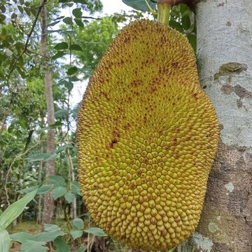 An unedited, raw smartphone photo taken in natural light, showing a nearly ripe cempedak fruit on the tree.