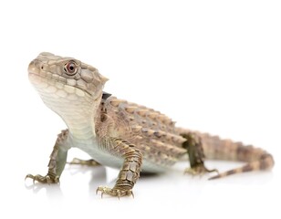 Fototapeta premium Beige Spiny Lizard Isolated On White Background Side View