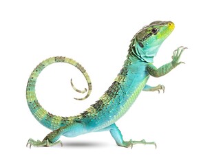 Fototapeta premium Blue Green Lizard With Curled Tail Isolated On White