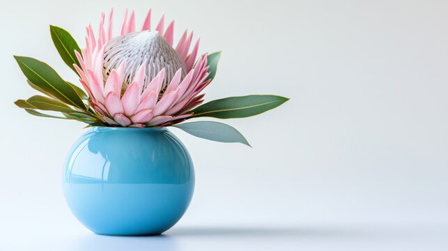 Pink king protea flower arranged in a glossy blue ceramic vase on a clean white background with generous copy space. Minimal floral composition for branding, greeting cards, wedding and interior decor