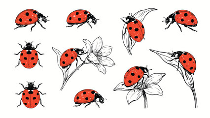 Vintage hand drawn ladybug vector set with sketch insects and flowers © SOHAG