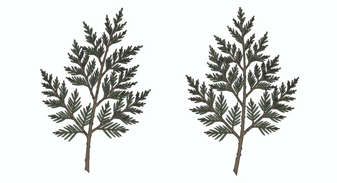 Two detailed cedar tree branch illustrations featuring green needle-like foliage and brown stems, isolated on a white background, minimalist line art vector style for botanical design.