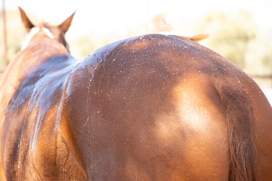 Hosing down a stockhorse