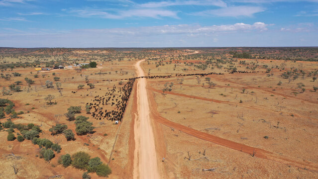Drone shot of cattle being moved across a main road