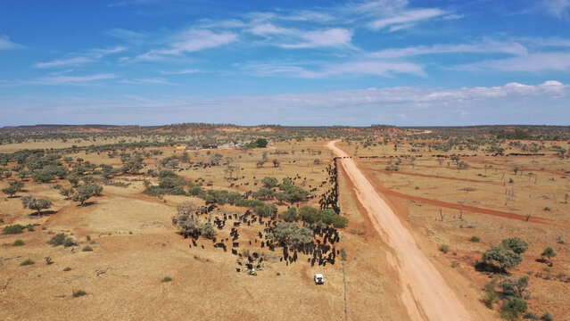 Drone shot of a large mob of cattle being mustered across a main road