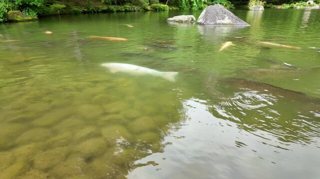 Wide shot of a large beautiful white koi fish swimming with a school of colorful carp in a clear green pond with visible stones at the bottom