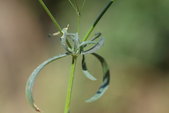 Close-up of a delicate pink Silene portensis flower on a slender stem with waxy reflexed leaves
