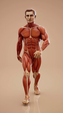 Conceptual 3D illustration of an anatomical muscle man walking