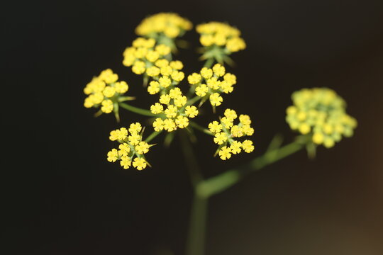 Yellow flowers of sickle hare's ear (Bupleurum falcatum) blooming on a slender stem against a dark blurred background in a close-up macro shot shown