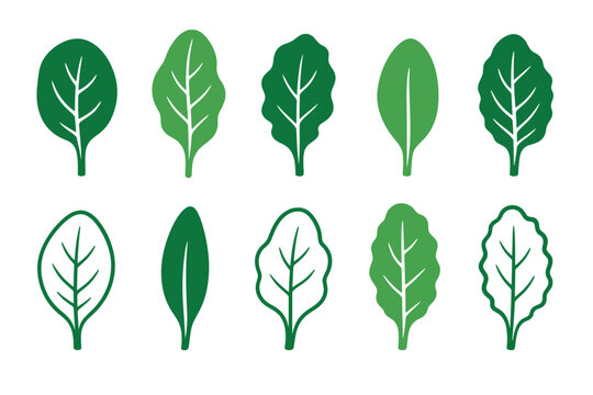 Green spinach leaf vector icons set representing fresh healthy organic salad greens with various shapes of foliage in solid and outline styles for culinary design