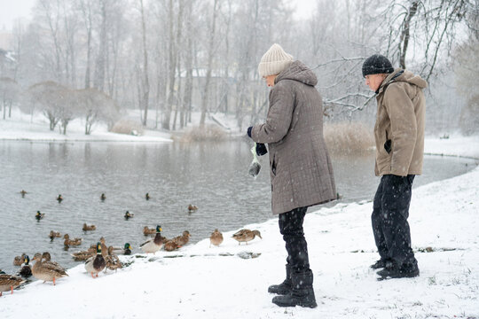 Senior couple by frozen lake watching ducks on the water. Elderly pair of nature observers enjoy silence and stillness on snowy winter shore. Bird watchers find closeness to wildlife at the icy bank