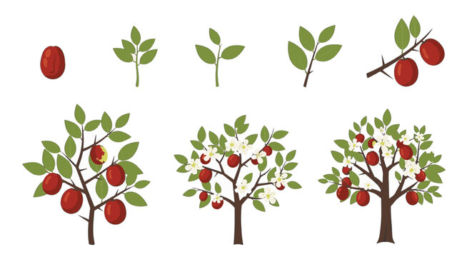 Growth cycle vector illustration of a jujube tree (Ziziphus jujuba) showing stages from seed and seedling to flowering and fruiting mature tree with red dates on white background.