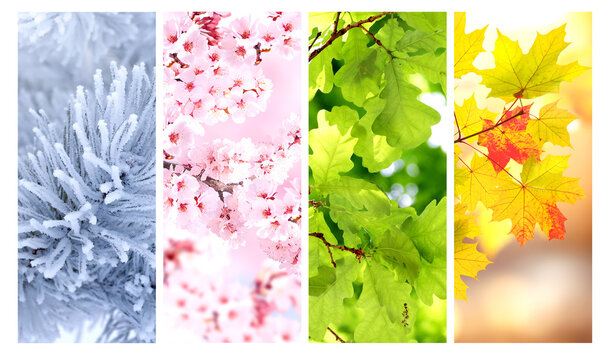 Set of nature banners depicting natural world. Four season of year. Each one features scene of nature, from snow of winter to vibrant leaves of fall. Perfect  for showcasing of changing seasons