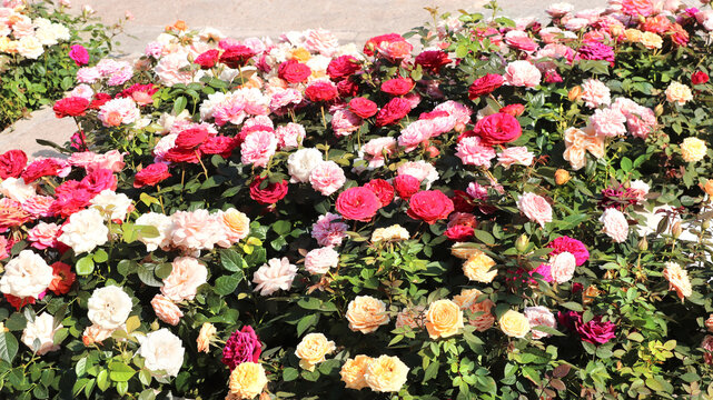Rose flowers on sunny beautiful nature spring background. Summer scene with roses flowers of yellow, white, pink and red colors. Horizontal spring banner with rose flowers on flower bed