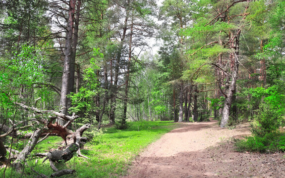 Picturesque landscape road in pine forest in sunny day. Beautiful scene with rays of sunlight in summer forest, Belovezhskaya Pushcha Nature Reserve. Woodland national park Bialowieza Forest, Europe
