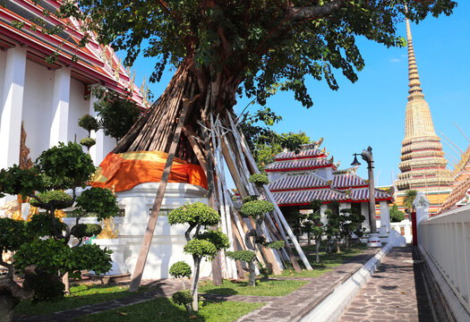 Old tree and stupa in Wat Pho (Temple of the Reclining Buddha, Wat Phra Chetuphon) complex, sightseeing landmark of Bangkok, Thailand. Topic of vacation, travel, trip, cruises, tour