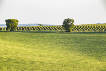 Obraz premium vineyard in early summer in Czech Moravia