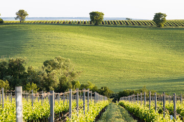 Obraz premium vineyard in early summer in Czech Moravia