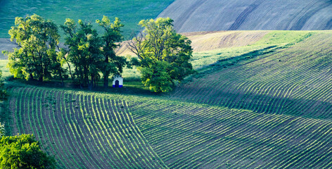 Obraz premium rolling green fields in early summer in Czech Moravia