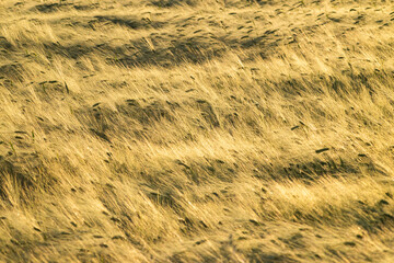 Obraz premium golden wheat field in sunset light