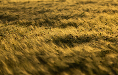 Obraz premium golden wheat field in sunset light