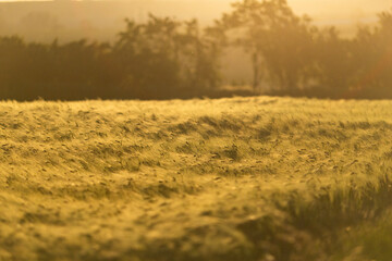 Obraz premium golden wheat field in sunset light