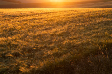 Obraz premium golden wheat field in sunset light
