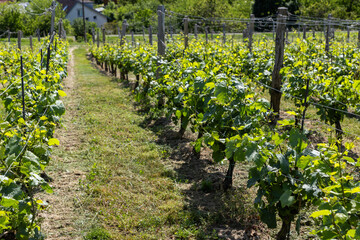 Fototapeta premium vineyard in early summer in Czech Moravia