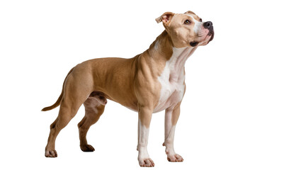Fototapeta premium Tan and white Pit Bull dog standing alert