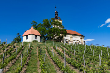 Fototapeta premium church in middle of a vineyard in Moravia