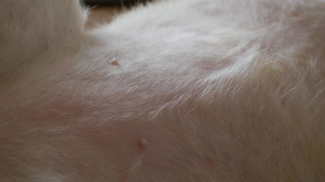 Closeup macro of orange cat soft white belly fur showing nipples texture lying down resting pet care health concept