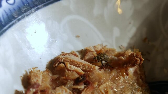 Macro close-up of housefly and small insects on leftover food scraps inside blue decorative ceramic bowl in dramatic sunlight conceptual hygiene pest